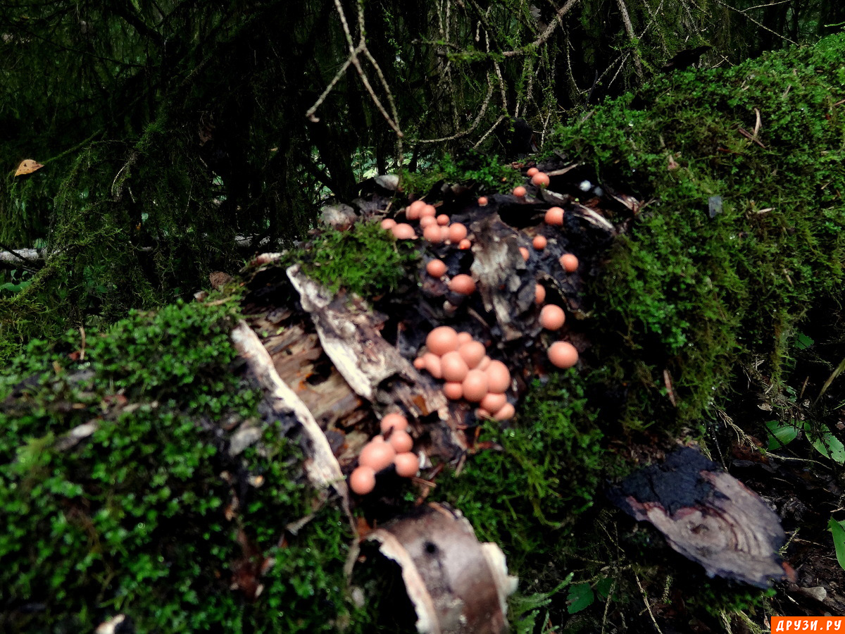 Мир грибов.(розовые шарики.)