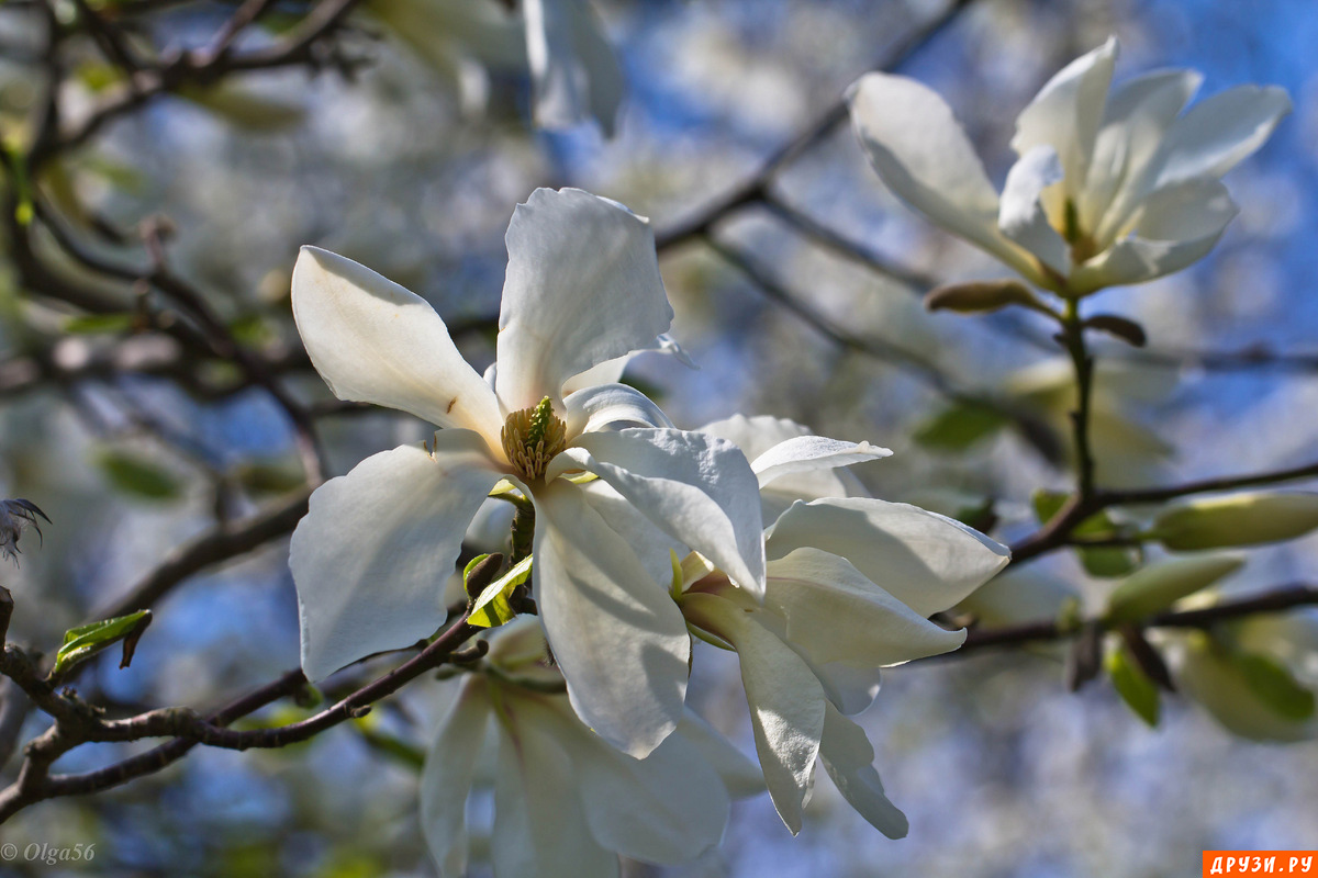   (. Magnolia stellata)