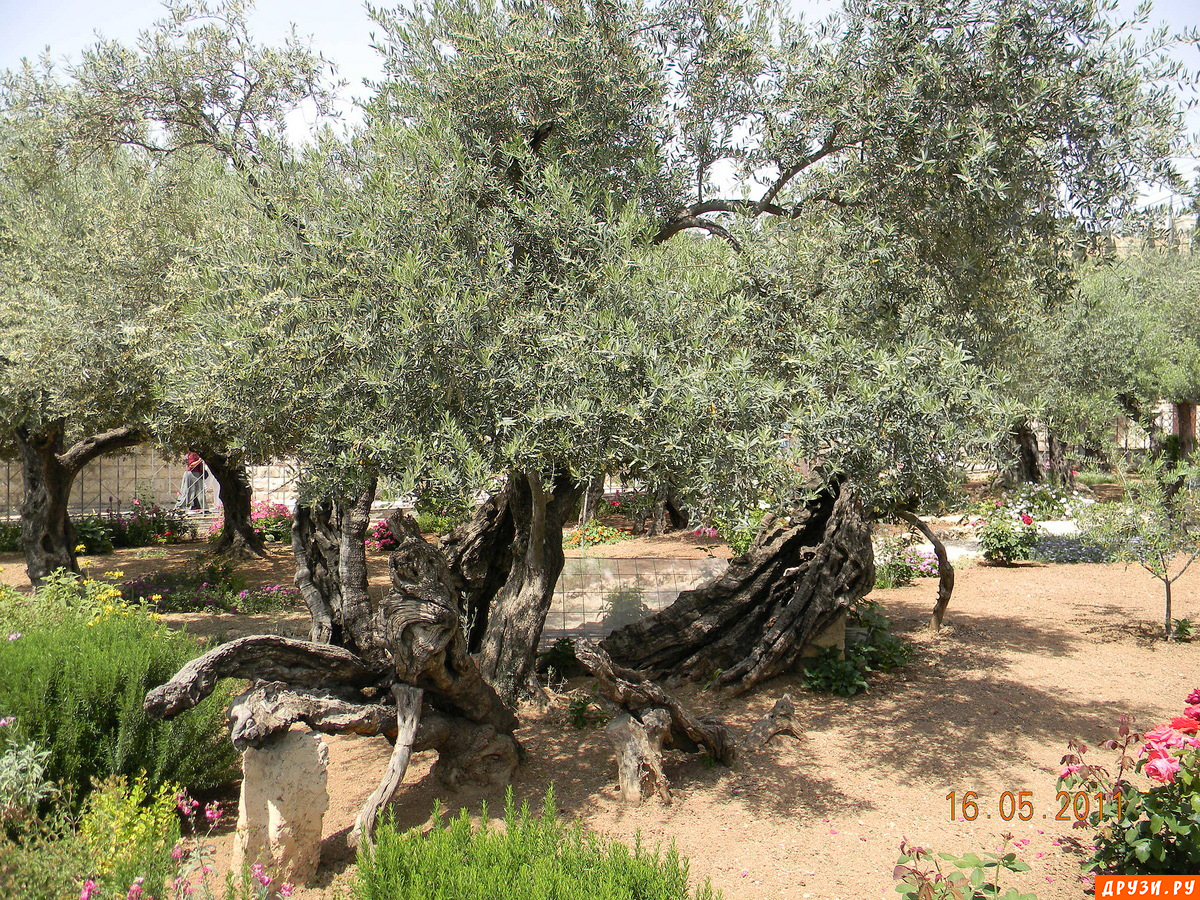 Israel-May 2011-the Garden of Gethsemane