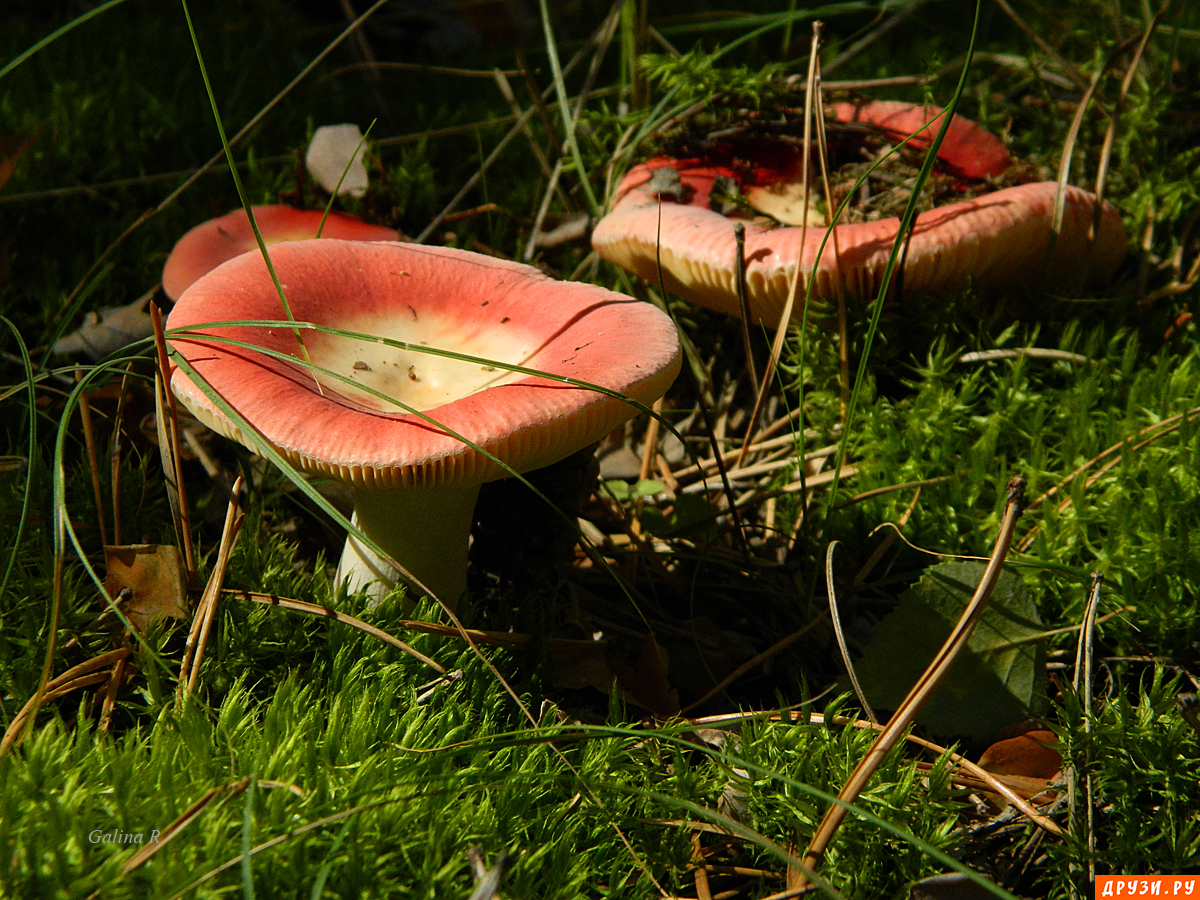 грибы сыроежки фото и описание съедобные ложные