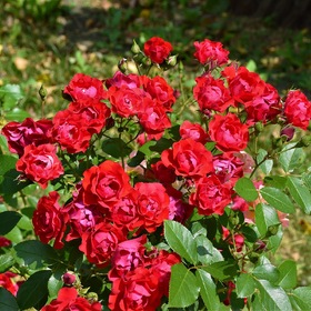 Розы Нескучного сада.