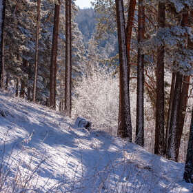 Зима в лесу в Апреле.