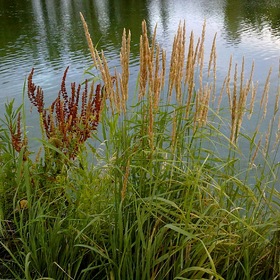 Летние травы.... У воды... (2)