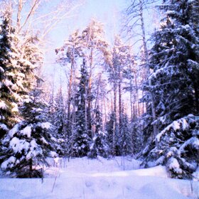 В зимнем лесу.