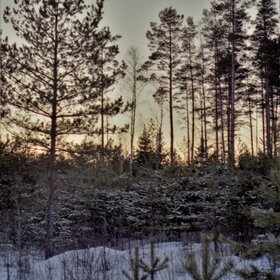 Закат в сосновом лесу.