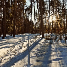 В зимнем лесу солнечно