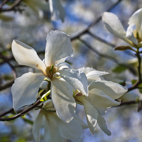   (. Magnolia stellata)