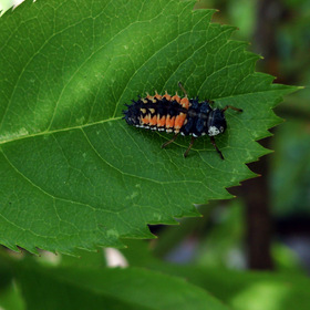   Lady Beetles.