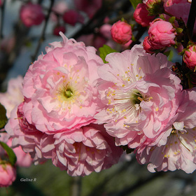 Розовая весна