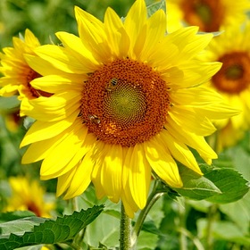  ,  sunflower, .