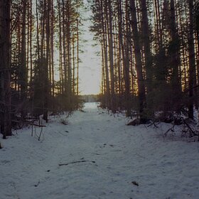 Закат в лесу.