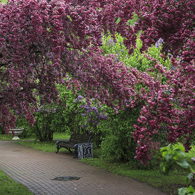 Весна в Екатерининском парке. Москва