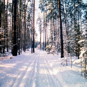 Дорога в зимнем лесу.